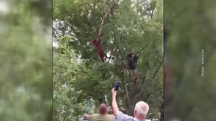 Раскачали дерево и поймали на ткань. Жители Камчатки помогли медвежонку спуститься на землю