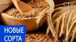 10 новых сортов зерновых культур вывели в Беларуси