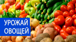 Больше 1,5 млн тонн овощей планируют собрать в Беларуси в 2017 году