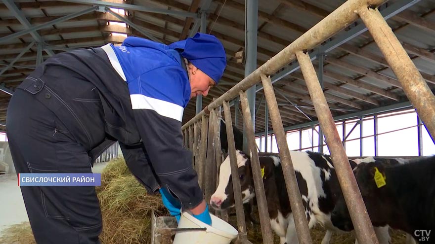 «Секрет тут один». Белоруска, которая 10 лет выращивает телят, рассказала, почему любит свою работу-1