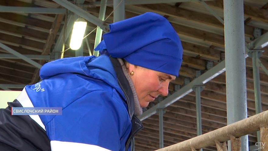 «Секрет тут один». Белоруска, которая 10 лет выращивает телят, рассказала, почему любит свою работу-19 «Секрет тут один». Белоруска, которая 10 лет выращивает телят, рассказала, почему любит свою работу-19