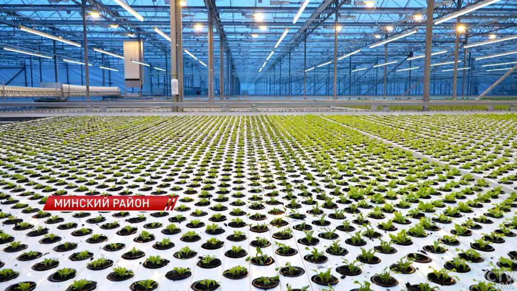 Урожай круглый год! В белорусском овощеводстве внедряют специальную подсветку овощей-2