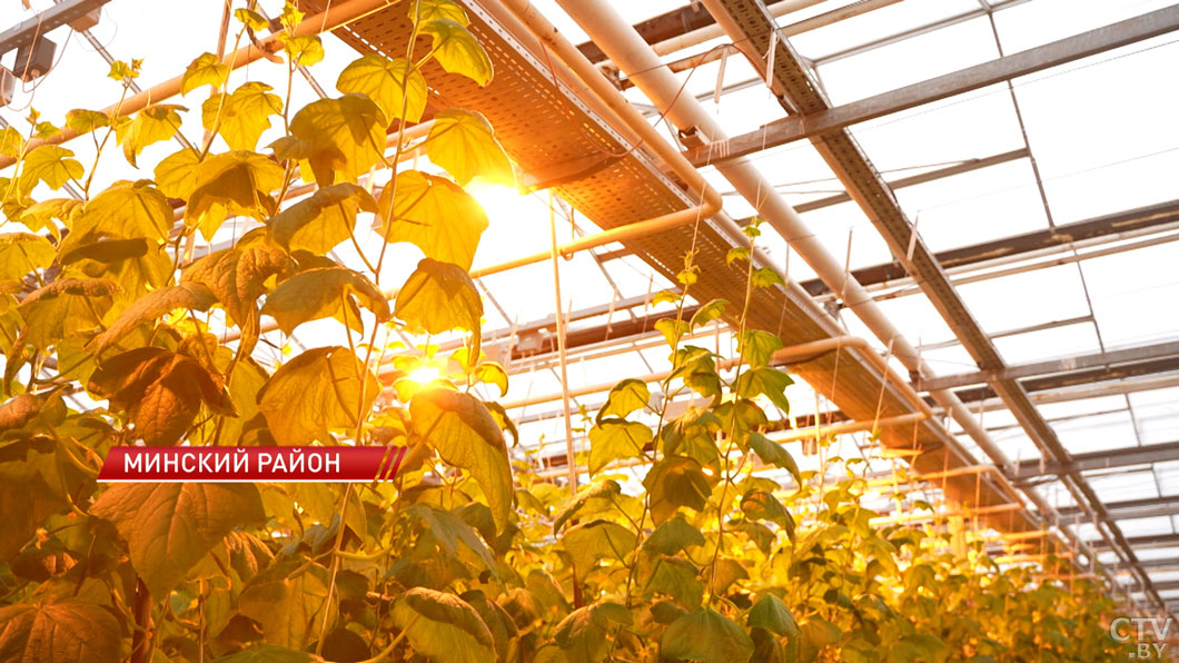 Урожай круглый год! В белорусском овощеводстве внедряют специальную подсветку овощей-6