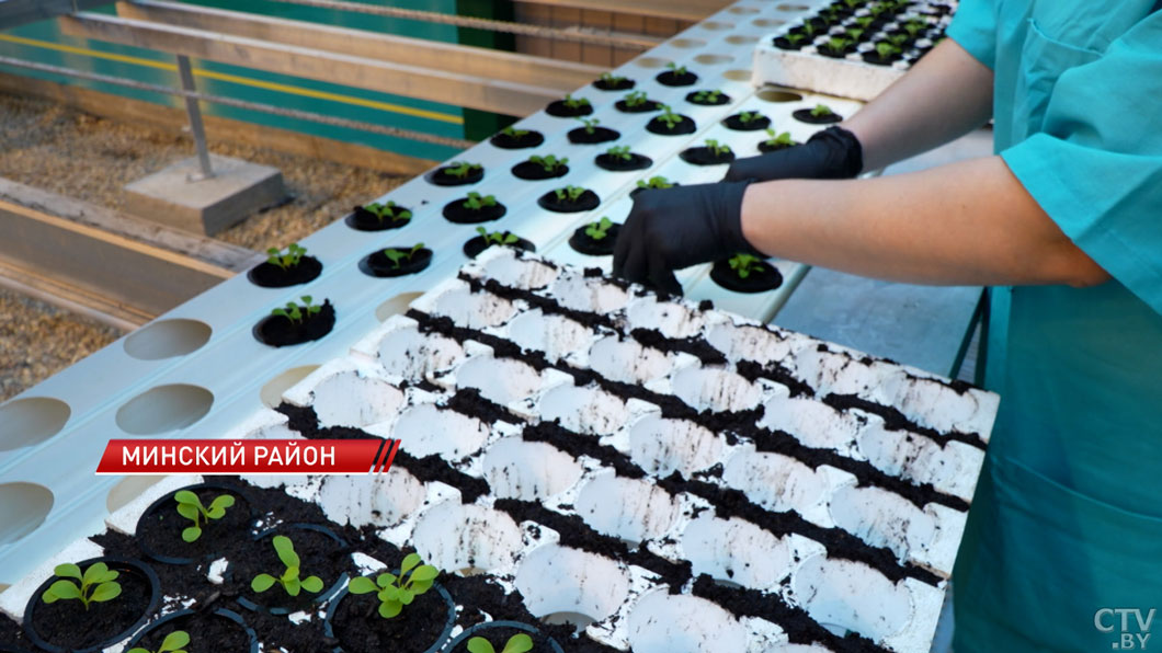 Урожай круглый год! В белорусском овощеводстве внедряют специальную подсветку овощей-10