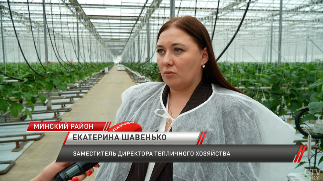 Урожай круглый год! В белорусском овощеводстве внедряют специальную подсветку овощей-12