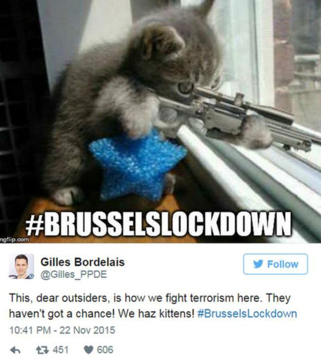 #BrusselsLockdown: соцсети заполнились котами на время спецоперации в Бельгии-1