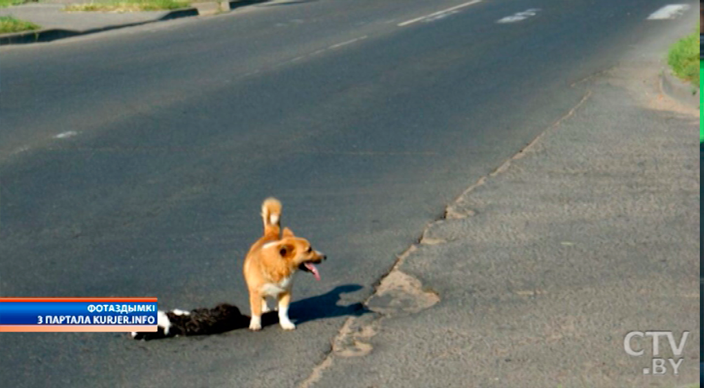 Фотофакт: в Слуцке собака пыталась помочь коту, которого сбила машина -1