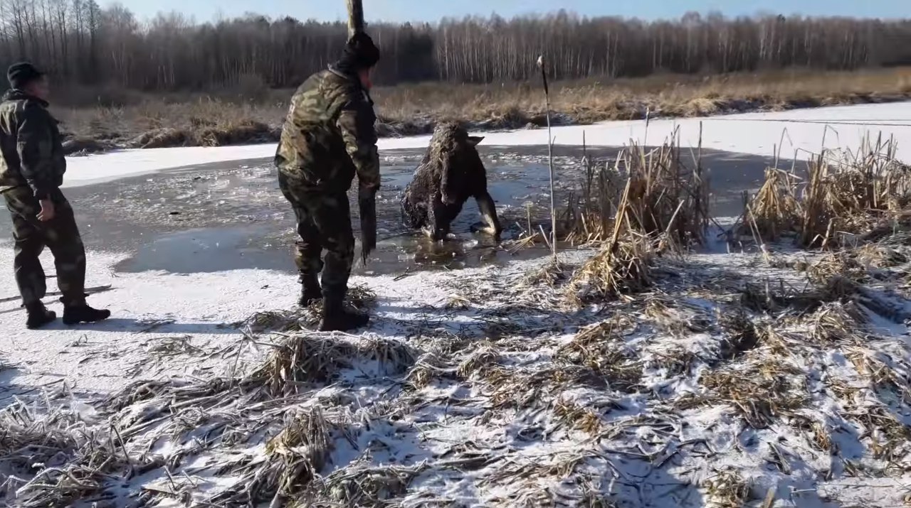 В Брагинском районе милиционеры спасли провалившегося под лед лося: фотофакт-1