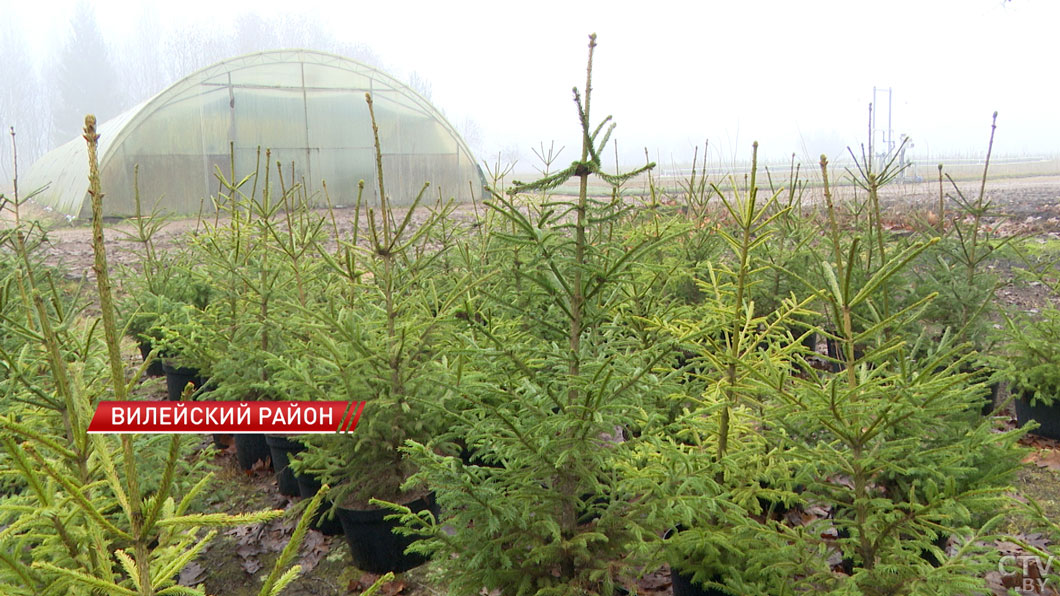 Более 200 ёлочных базаров открылись в Минской области-2