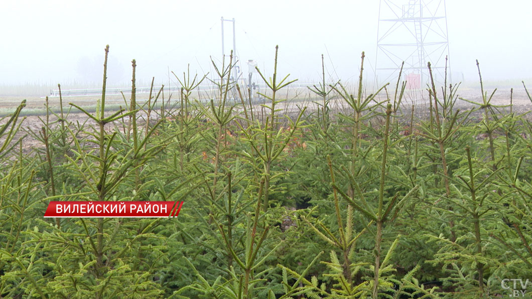 Более 200 ёлочных базаров открылись в Минской области-6