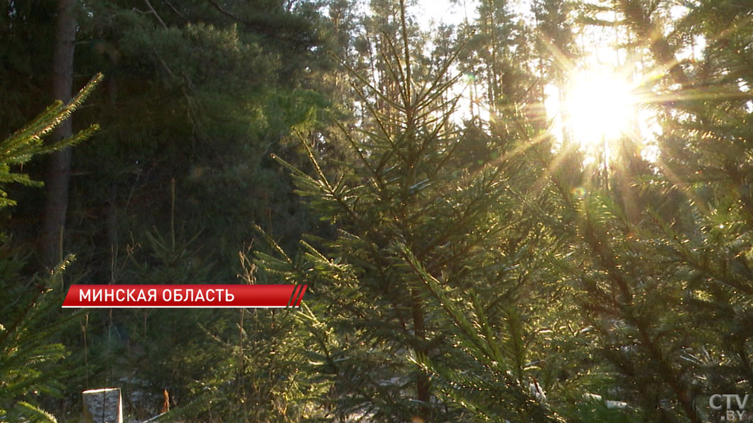 Более 200 ёлочных базаров открылись в Минской области-8