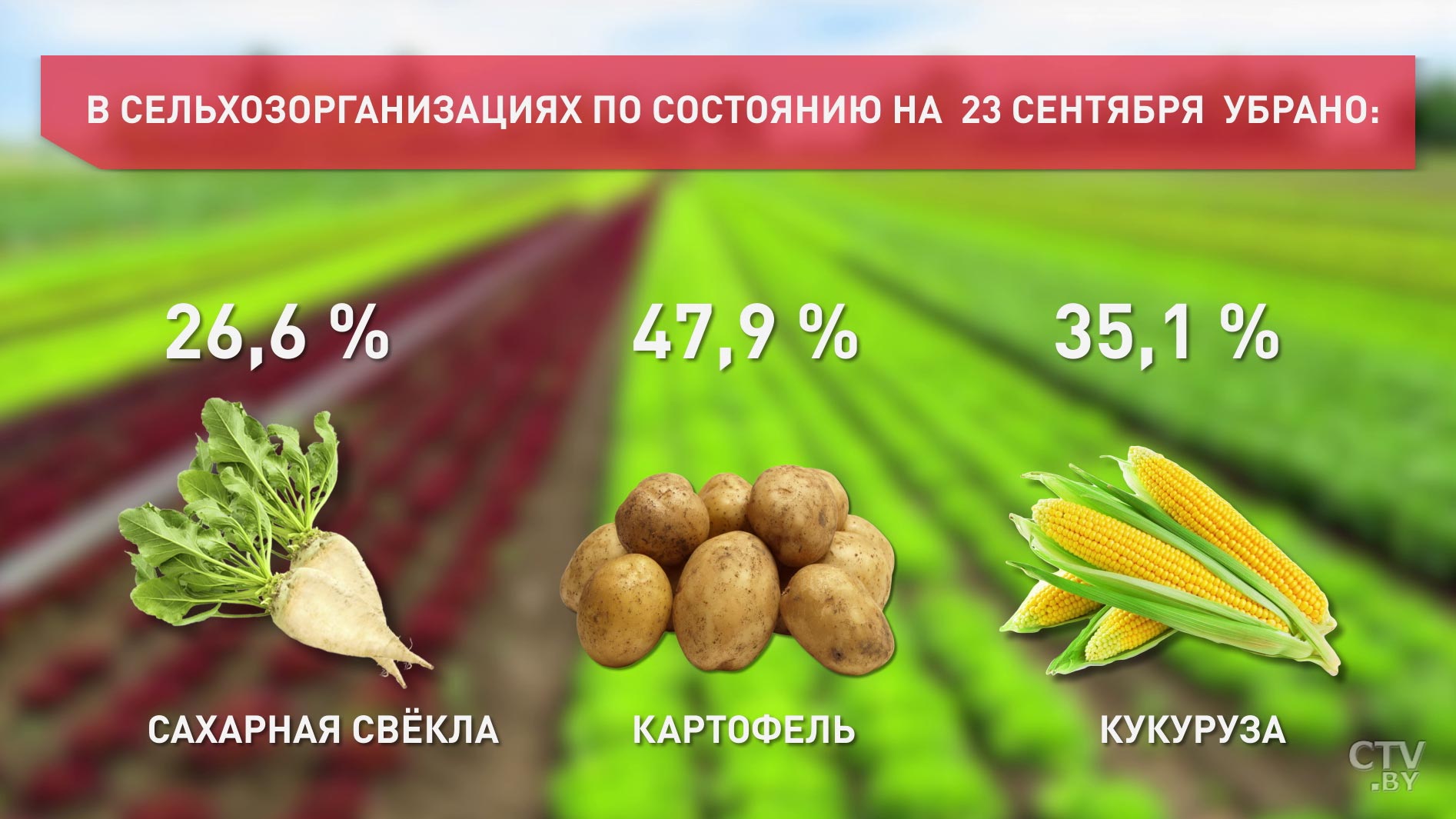 До -4°С. Ночью в Беларусь придут заморозки-4