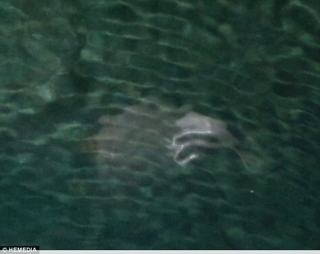 Загадочное морское существо «испортило» фотографии туриста, отдыхавшего на острове Корфу-1