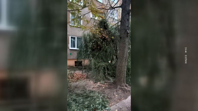 32 автомобиля повреждены из-за падения деревьев после сильного ветра-1