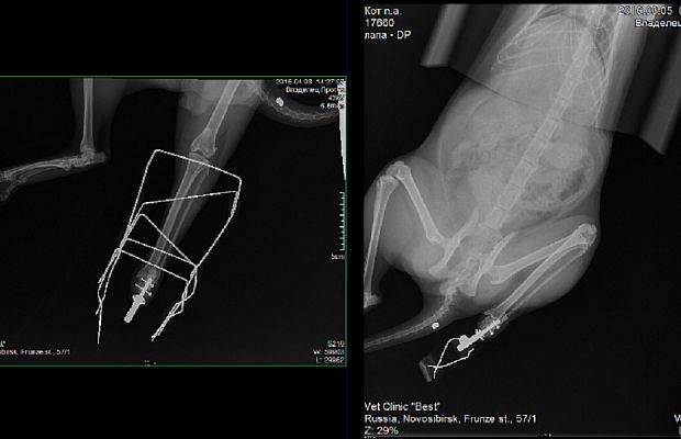 Российские ветеринары ставят на лапы котов с помощью новых технологий -1