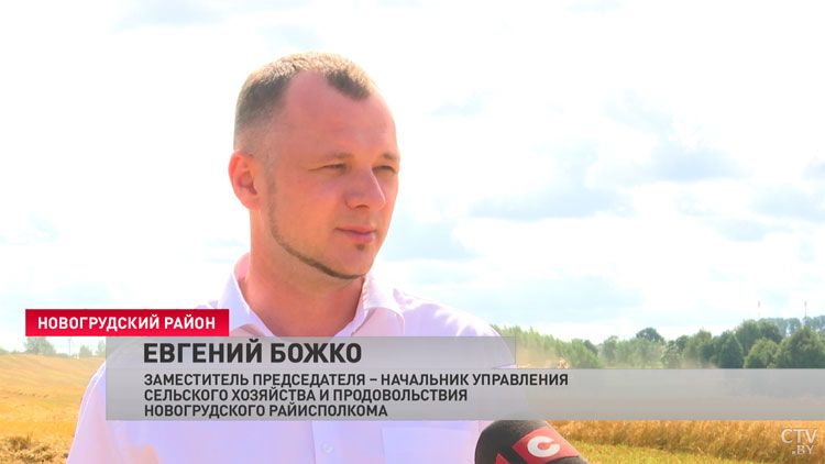 Своя климатическая зона и рекорды по намолоту. Аграрии Новогрудского района близки к завершению уборочной-16
