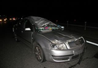 В Столбцовском районе Skoda сбила выбежавшего на дорогу лося