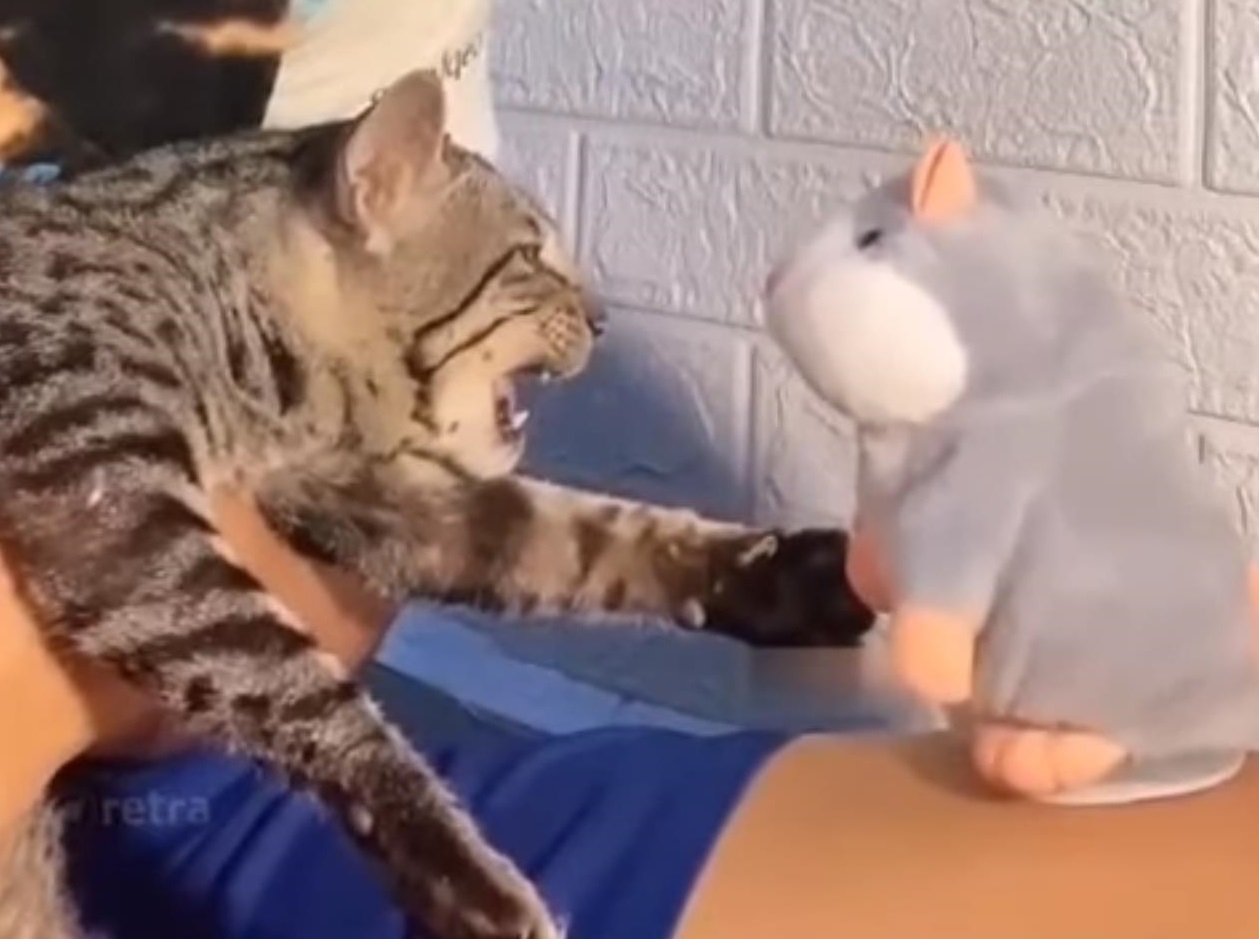 А всё началось с простого мяуканья. Кошка подралась с игрушкой и стала популярной-1