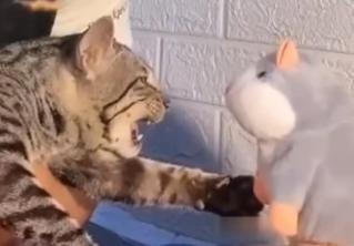А всё началось с простого мяуканья. Кошка подралась с игрушкой и стала популярной