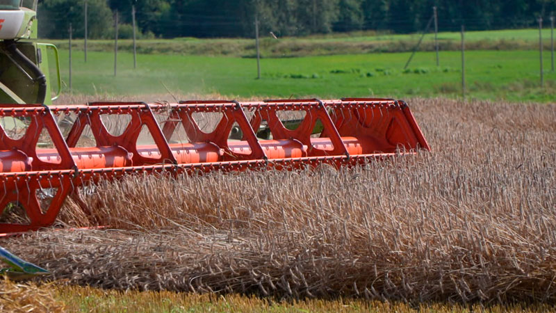 Аграрии Минской области намолотили 2 млн тонн зерна
