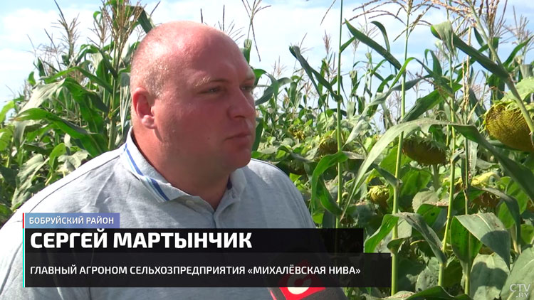 Стабильный урожай и серьёзная экономия. Выяснили, какие аграрные эксперименты дают результат-7