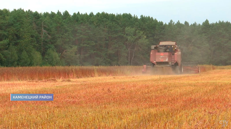 Хмель и гречиха. Сколько ещё экзотики можно встретить на белорусских полях?-19