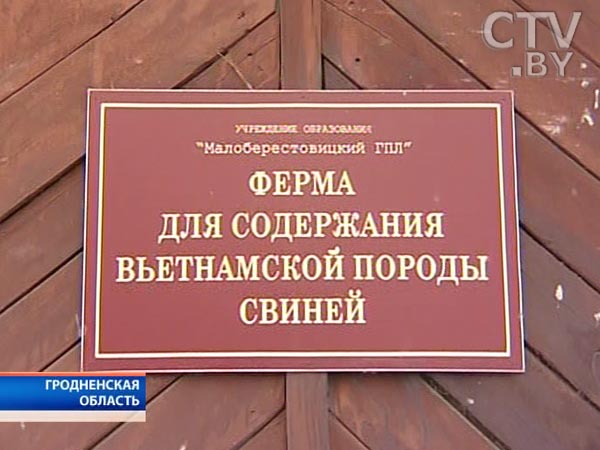 В Гродненской области студенты профлицея создают агроусадьбу: страусов завели, рыбу в прудах разводят, осталось отреставрировать поместье 19 века