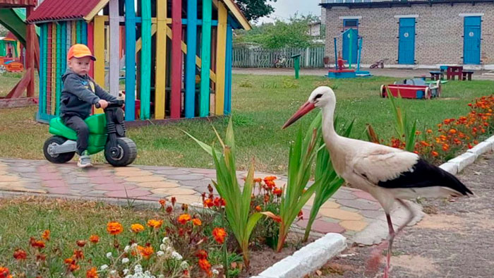 В детском саду в Стародорожском районе поселился аист – малыши назвали его Буся