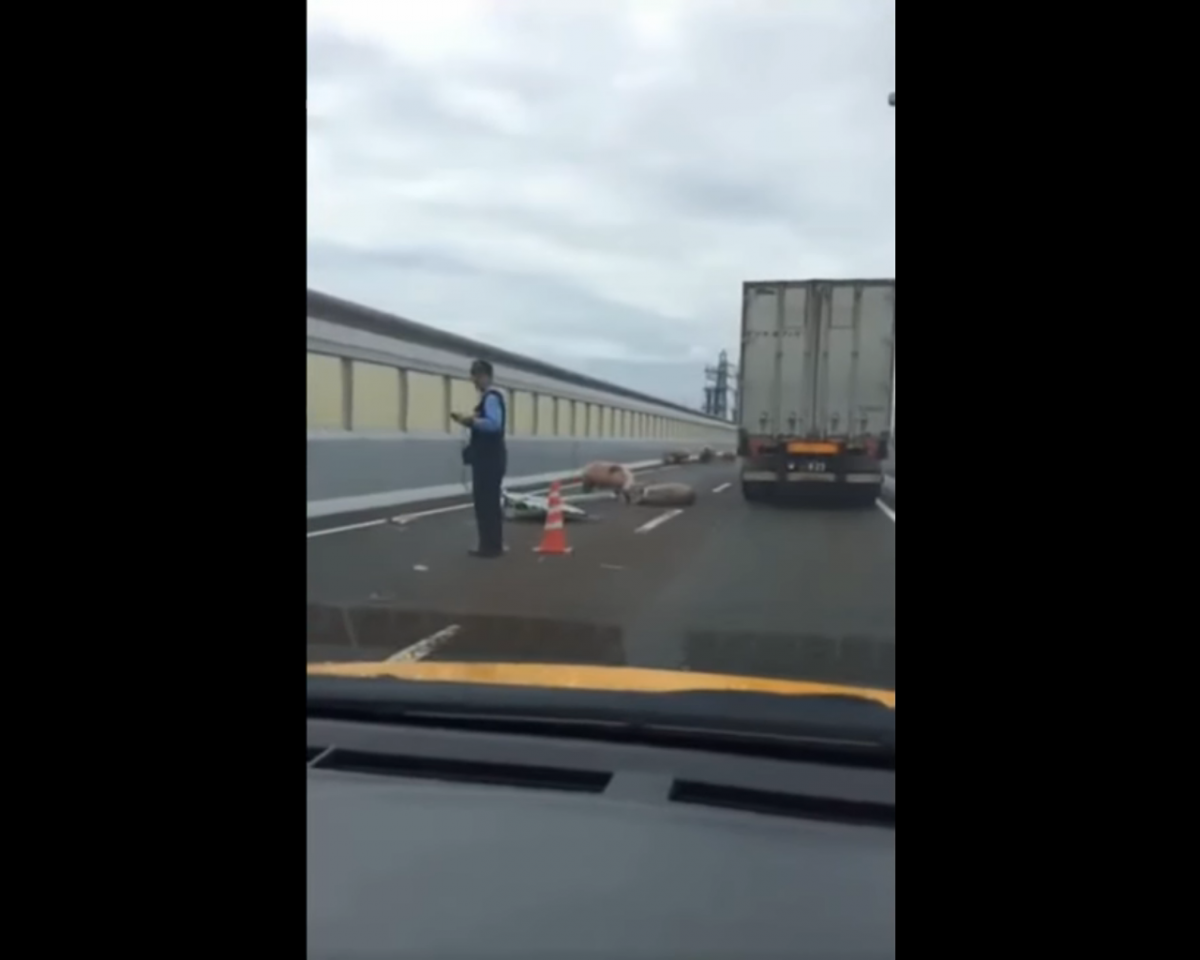 Видеофакт: 19 свиней остановили движение скоростной автомагистрали в Японии-1