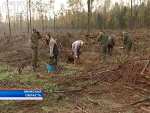 Возрождение леса после урагана: осенью 2016 засадят 5 тысяч гектаров