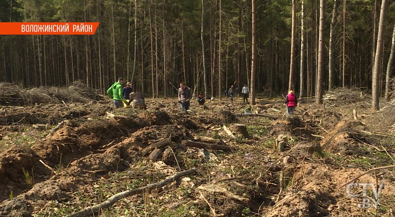 Сотрудники СТВ пообещали высадить 5000 саженцев ели в «Неделю леса». Что из этого вышло?-4