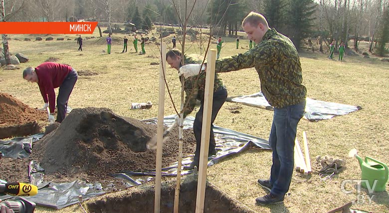 Сотрудники СТВ пообещали высадить 5000 саженцев ели в «Неделю леса». Что из этого вышло?-19