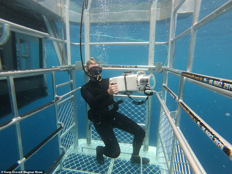 Дикий кадр. Трёхметровая белая акула напала на подводного фотографа во время съемки -4