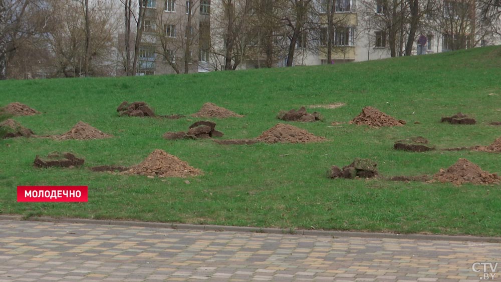 Яблоки, сливы и даже нектарины. В молодечненской спецшколе заложили фруктовый сад-13