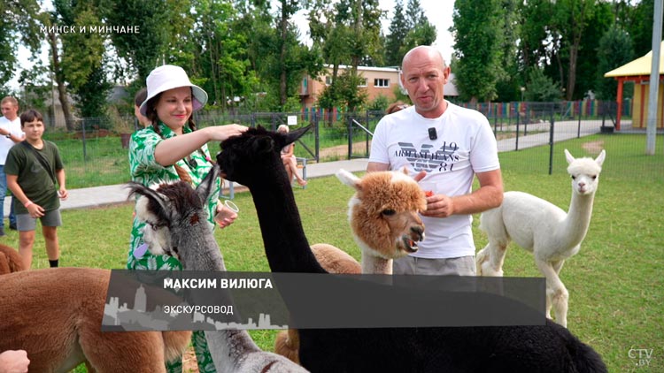 Поиграть с альпаками и корги. Рассказываем о месте в Радошковичах, где можно провести время с животными-7