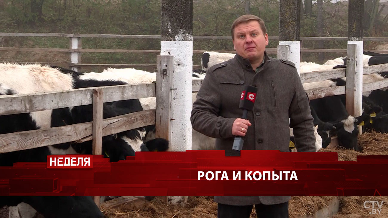 Кто нелегально зарабатывает на белорусских коровах? Громкое расследование в программе «Неделя»-4 Кто нелегально зарабатывает на белорусских коровах? Громкое расследование в программе «Неделя»-4