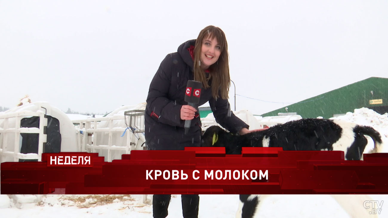 Какую породу коров вывели в Беларуси и почему дату 17 сентября называют особой? Анонс программы «Неделя»-1