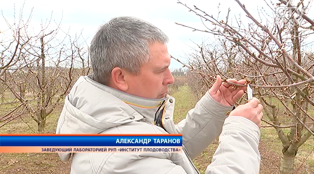 Как повлияют апрельские морозы на урожай-1