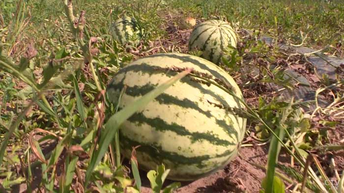 Содержание нитратов намного ниже. Почему белорусские арбузы вкуснее импортных?-16
