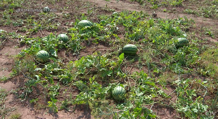 За лето – до 50 штук. Как вырастить вкусные арбузы на своём участке?-4 За лето – до 50 штук. Как вырастить вкусные арбузы на своём участке?-4