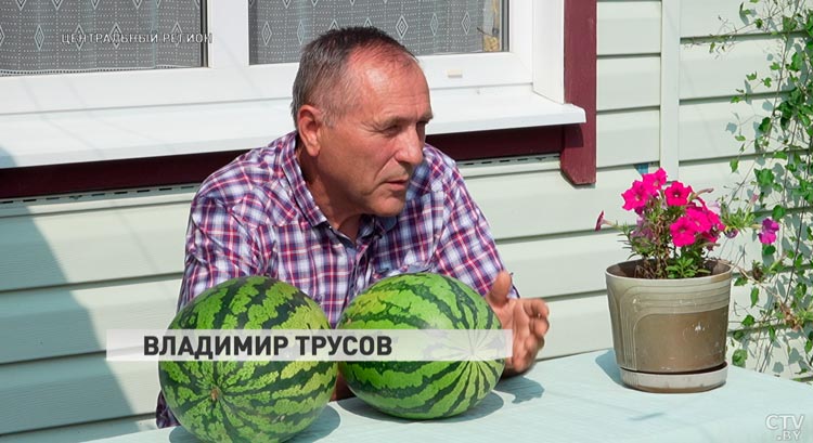 За лето – до 50 штук. Как вырастить вкусные арбузы на своём участке?-1 За лето – до 50 штук. Как вырастить вкусные арбузы на своём участке?-1