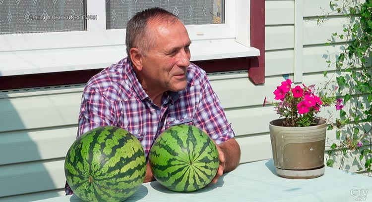 За лето – до 50 штук. Как вырастить вкусные арбузы на своём участке?-13 За лето – до 50 штук. Как вырастить вкусные арбузы на своём участке?-13