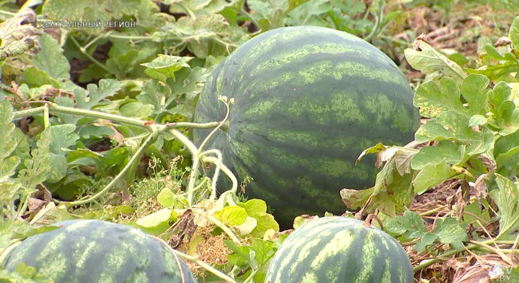 За лето – до 50 штук. Как вырастить вкусные арбузы на своём участке?-10 За лето – до 50 штук. Как вырастить вкусные арбузы на своём участке?-10