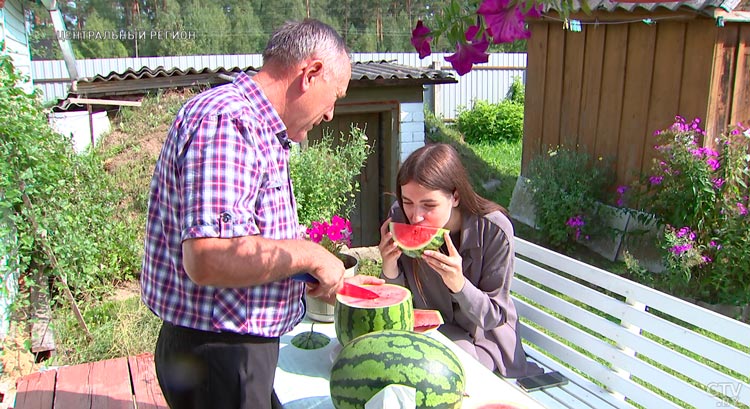 За лето – до 50 штук. Как вырастить вкусные арбузы на своём участке?-16