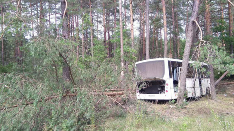 Водителю стало плохо, он погиб: рейсовый автобус врезался в дерево в Воложинском районе-3