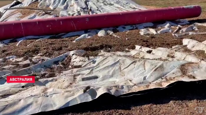 Австралия переживает массовое нашествие грызунов из-за сильнейшей засухи и проливных дождей-1