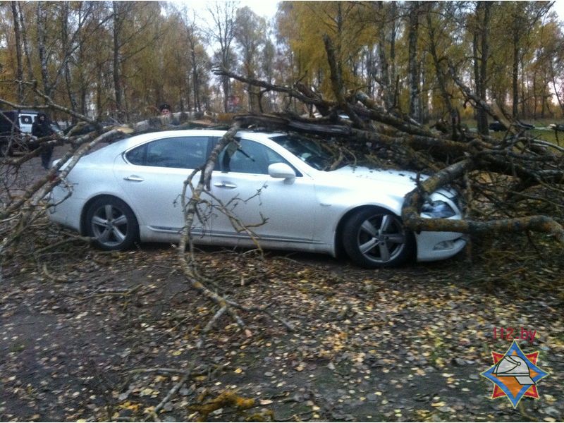 В Бресте дерево упало на машину и придавило в ней водителя: мужчина госпитализирован