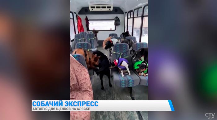Автобус для собак. Супруги из Америки придумали необычный способ выгула животных-1