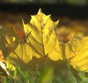 Октябрьская температура бьёт все рекорды: на выходных будет до 23ºС