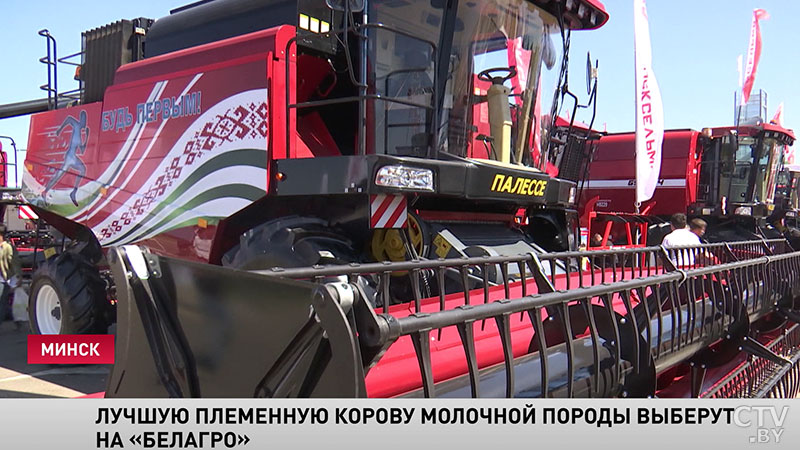 Самые молочные: конкурс красоты среди коров пройдёт на «Белагро»-8